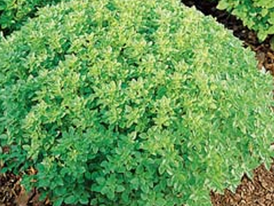 Μαζί με το βασιλικό…