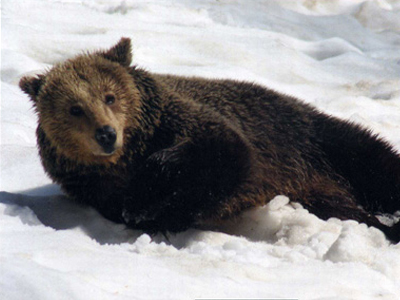 Η αρκούδα του μήνα από τον Αρκτούρο
