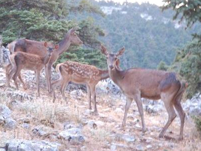 Ο Θεός πυροφύλακας στην Πάρνηθα