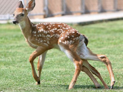Εξάποδο ελάφι!