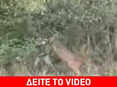 Στο ”ρίνγκ” ελάφι εναντίον κυνηγού