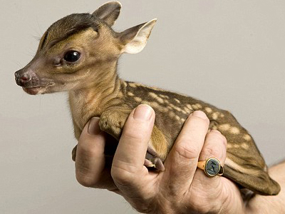 Ελάφι… σε καφετέρια