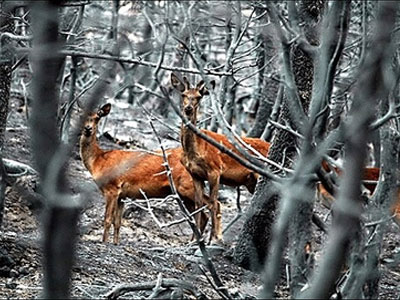 Η μαύρη επέτειος της Πάρνηθας. Το πάθημα των δασών μας δεν έγινε μάθημα!