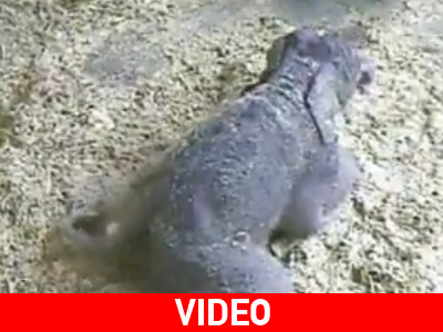 Γέννηση ελέφαντα μπροστά στην κάμερα