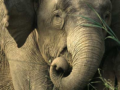 Ελέφαντας… σε κλινική αποτοξίνωσης