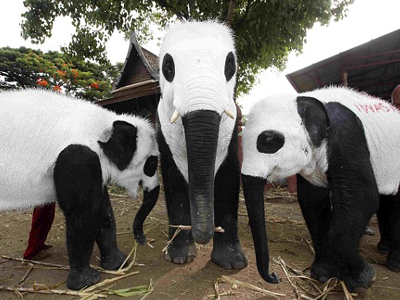 Ελέφαντες με… κρίση ταυτότητας