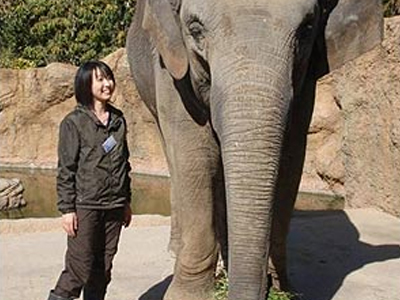 Ελέφαντας «μαθηματικός»