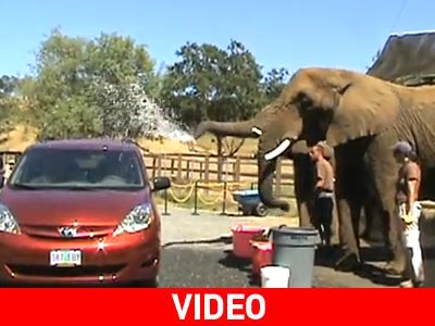 Ελέφαντες… κατά της οικονομικής κρίσης