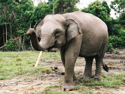 Υπό εξαφάνιση οι ελέφαντες