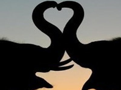 «Άνθρακας ο θησαυρός» για τον… επιβήτορα ελέφαντα