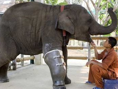 Τεχνητό μέλος έσωσε ελέφαντα στην Ταϊλάνδη