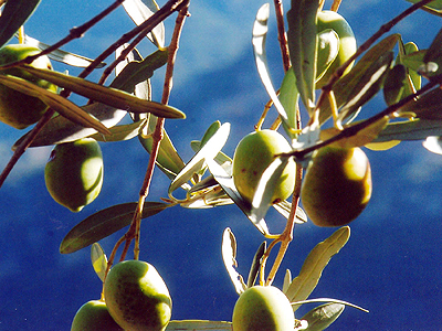 Κλαδί ελιάς 2.500 ετών