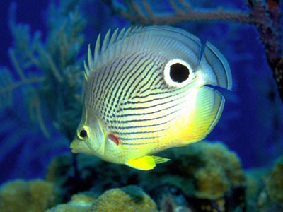 Χάρτινο… ενυδρείο