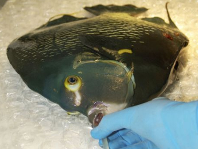 Χειρουργική επέμβαση σε… ψάρι