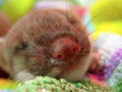 Με φιλί της ζωής έσωσε τη μικροσκοπική ερμίνα