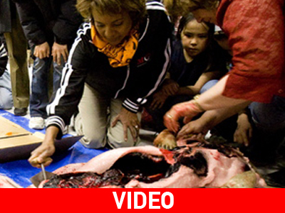 Καναδή κυβερνήτης τρώει ωμή καρδιά φώκιας