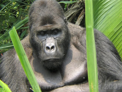 Κινδυνεύουν με εξαφάνιση τα πρωτεύοντα θηλαστικά