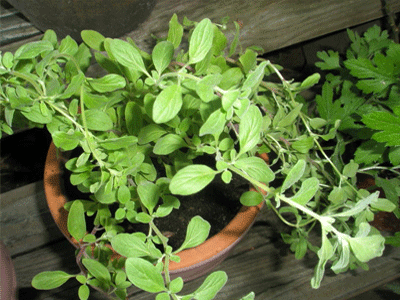 Μαζί με το βασιλικό… δεν ποτίζεται η γλάστρα!