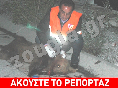 Νεκρό αρκουδάκι από τροχαίο