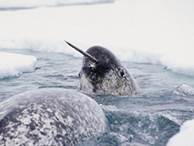 Κυνηγοί σκότωναν φάλαινες