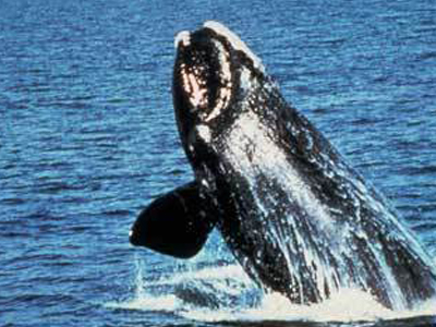 Η ηχορύπανση σκοτώνει τα θηλαστικά