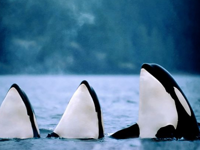 Φάλαινες… χορεύτριες