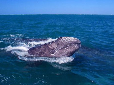 Προσπάθειες για την επιβίωση των γκρι φαλαινών