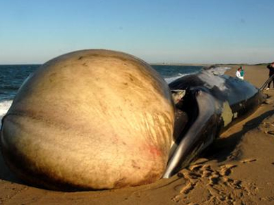 Ξεβράστηκε φάλαινα με εξαιρετικά πρησμένη γλώσσα