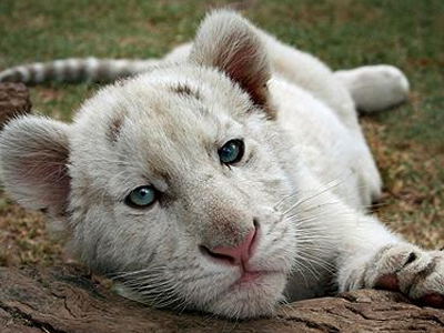 Ένα τιγράκι χωρίς ρίγες