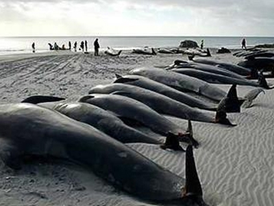 Έκαναν ευθανασία στις φάλαινες στο Κέιπ Τάουν