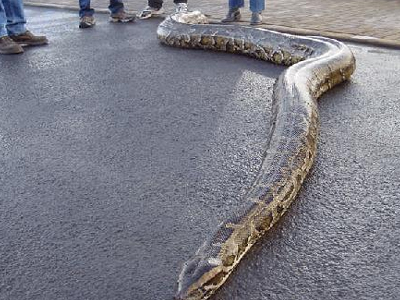 Θανατηφόρα επίθεση πύθωνα σε 2χρονη