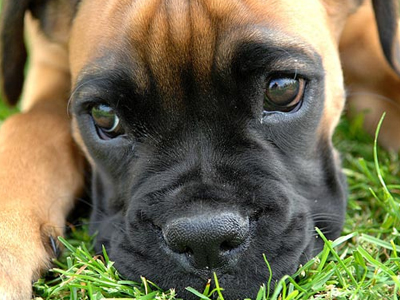 Τι να κάνετε εάν βρείτε ένα ζώο που έχει δηλητηριαστεί