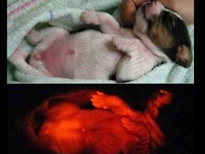 Σκυλί… λαμπατέρ!