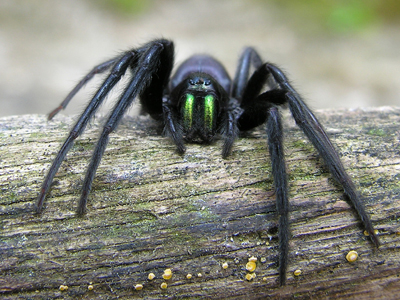 “Εισαγόμενες” αράχνες απειλούν τη Βρετανία