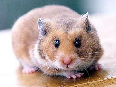 Σήκωσε όλο το Αστυνομικό Τμήμα στο… πόδι για το χάμστερ της