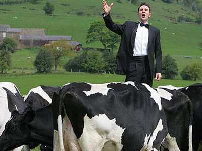 Ένας τενόρος που τραγουδάει… σε αγελάδες