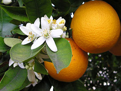 Τα πορτοκάλια της οργής