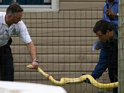 ΗΠΑ: Πύθωνας στραγγάλισε 2χρονη
