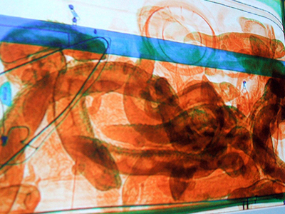 Μετέφερε στη βαλίτσα του 44 φίδια και σαύρες