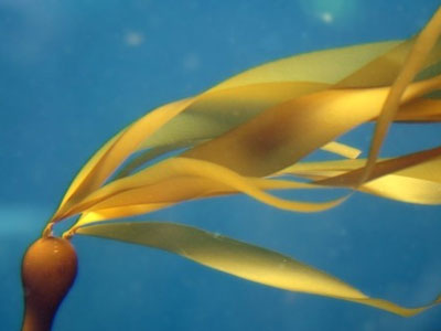 Τα «μυστικά» των φυκιών!