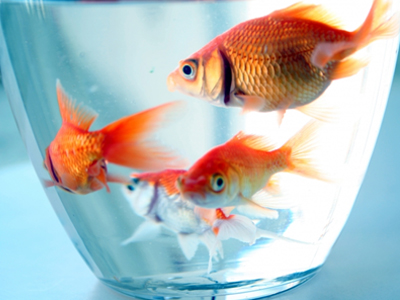 «Εφτάψυχο» … χρυσόψαρο