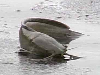 Το ψάρι … που περπατάει