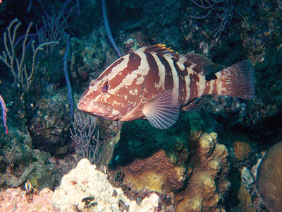 Θαλάσσιο πάρκο στην Ινδονησία