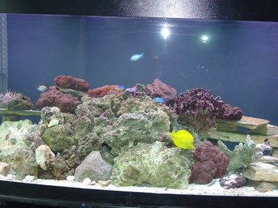 Σκότωσε ψάρια για να αποδείξει την τοξικότητα σαμπουάν