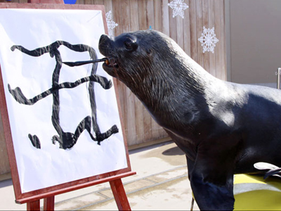 Φώκια… ξέρει κινέζικα