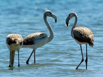 Νεκρά φλαμίγκο από σφαίρες κυνηγών