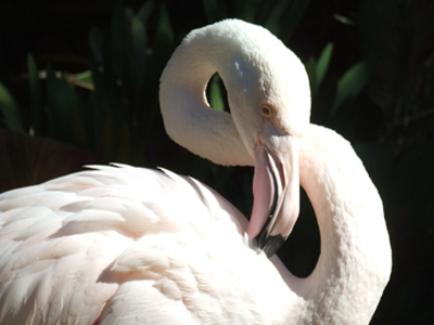 Βάναυση επίθεση σε φλαμίνγκο