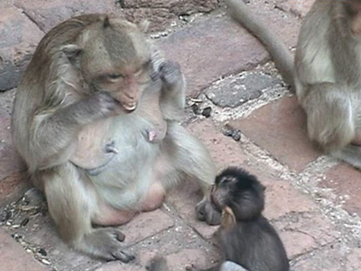Οι μακάκοι… κάνουν ”νήμα”