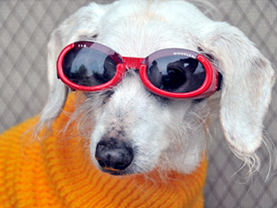 Το γηραιότερο σκυλί του κόσμου στο Γκίνες