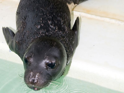 Και το όνομα αυτής, Άρτεμις